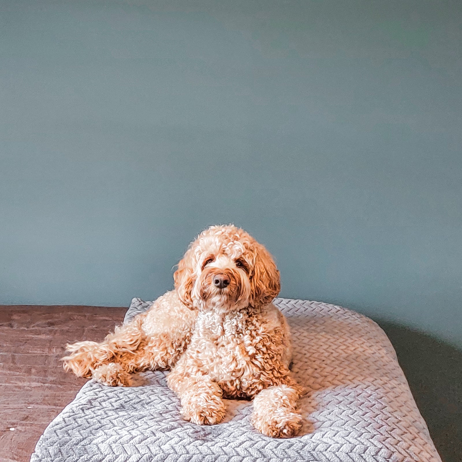 Sininen_seinamaali_Jitterbug_Frenchic_22