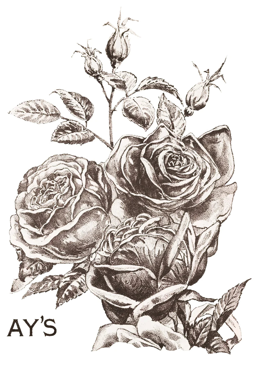 Rose catalog - May&#39;s Roses