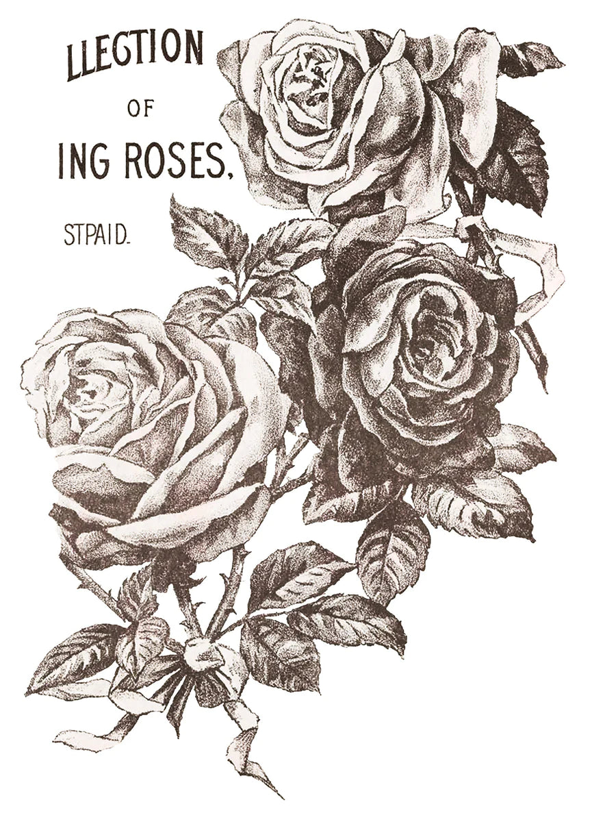 Rose catalog - May&#39;s Roses