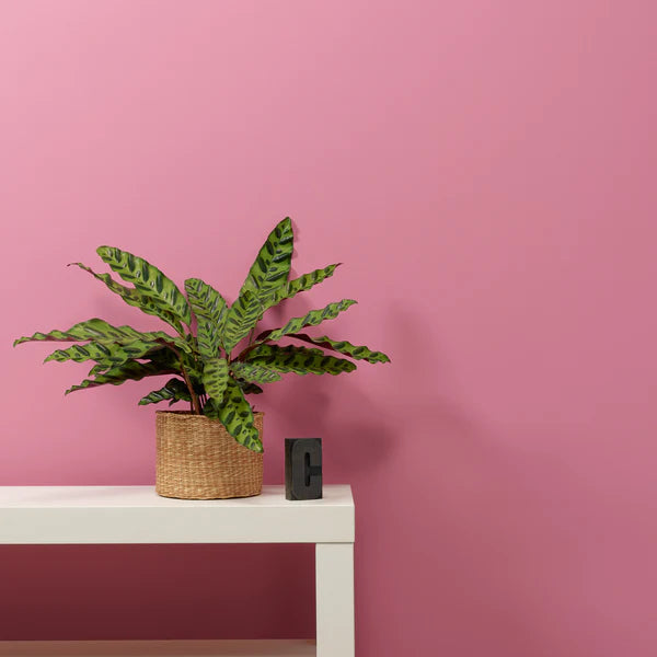 LoveLetter-pinkki Frenchic maali. 