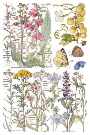 Primrose Isle siirtokuva - 8 arkkia-Siirtokuva-Frenchic Paint Finland