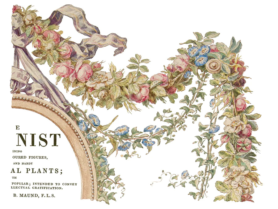 botanist-transfer-siirtokuvat- Frenchic. 
