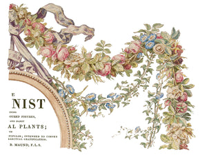 Köynnös - The Botanist -siirtokuva - Siirtokuva - Frenchic Paint Finland