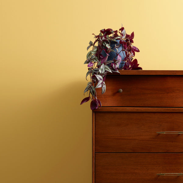 Hot As Mustard on perinnekeltainen Al Fresco kalustemaali. 