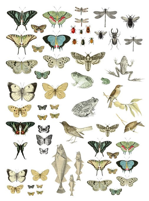 Hyönteiset - siirtokuva.