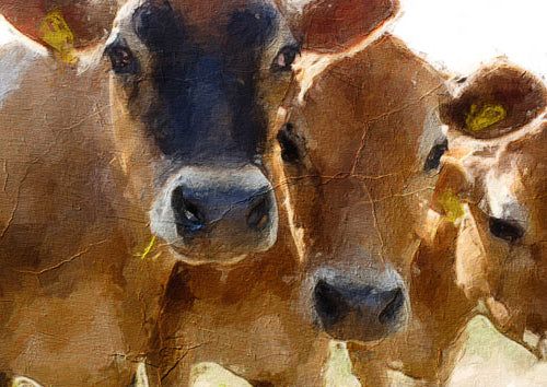 Decoupage arkit frenchic verkkokaupasta lehmät. 