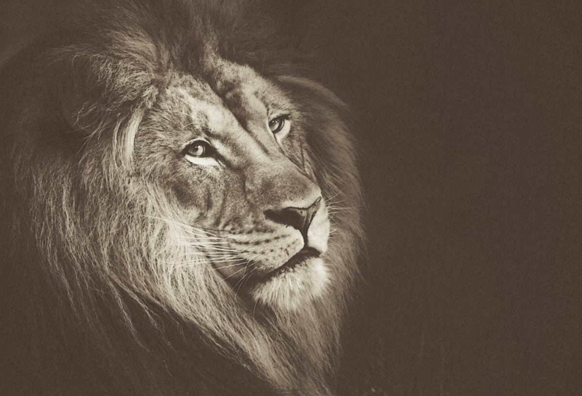 Afrikanskt lejon - enskilda ark