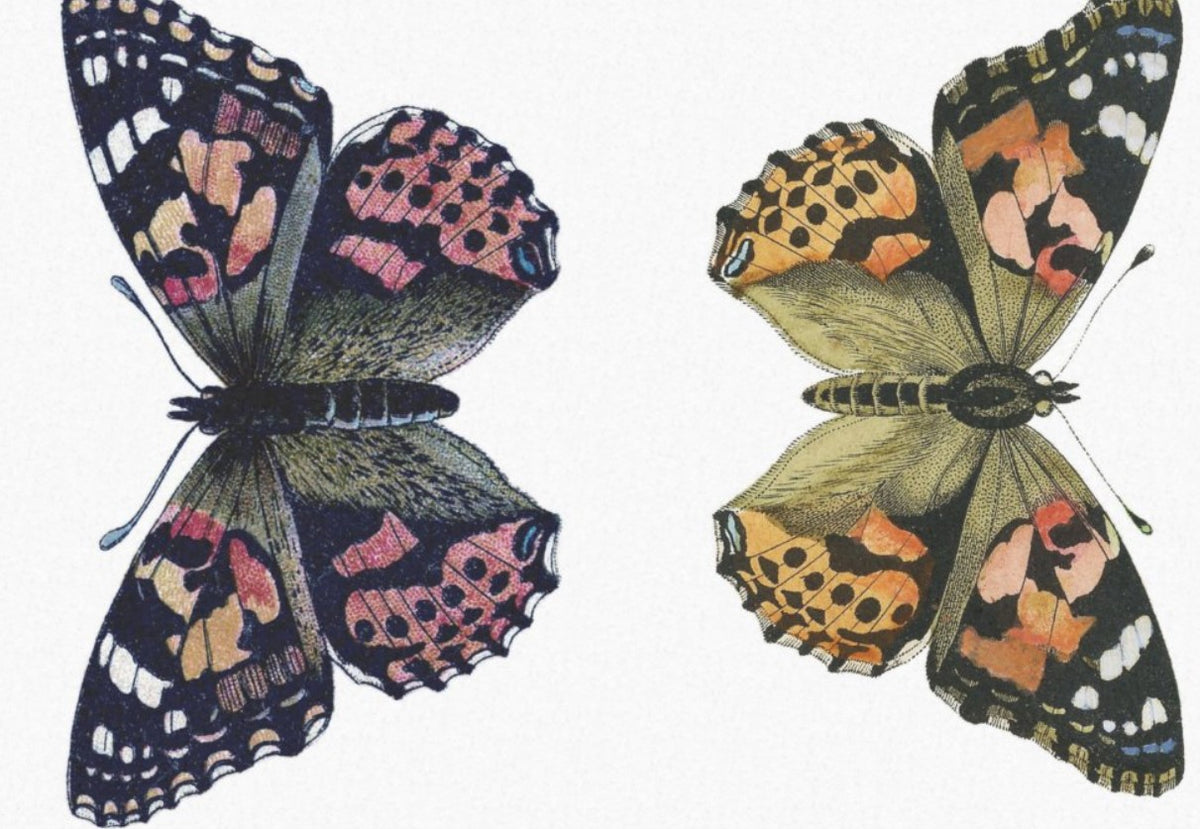 Fjärilar vända mot varandra - individuella ark