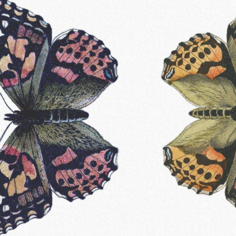 Fjärilar vända mot varandra - individuella ark