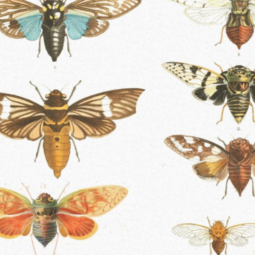 Moths - single sheets