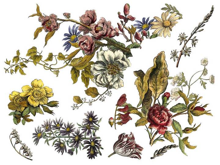 Pioner och rosor - Floral Anthology överföringsbild