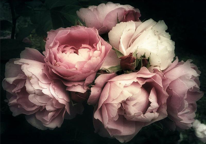 Ruusut -  Mint By Michelle