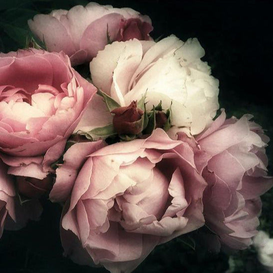 Vaaleanpunaiset ruusut Mint By Michelle degoupage arkit Frenchic Finland. 