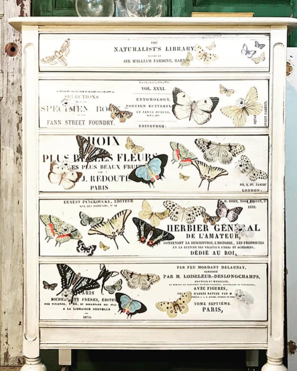 Hyönteiset - siirtokuva.