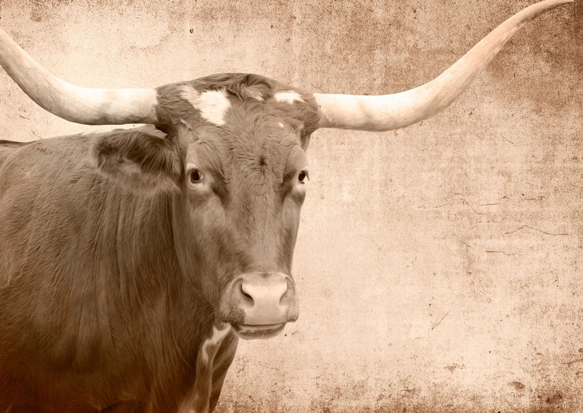 Texas bull- Mint By Michelle